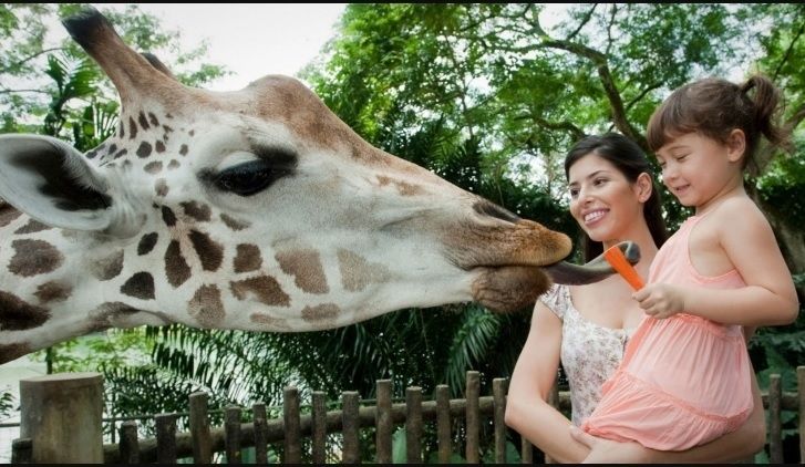 Memberi makan jerapah di Singapore Zoo (Dok. Wrs)