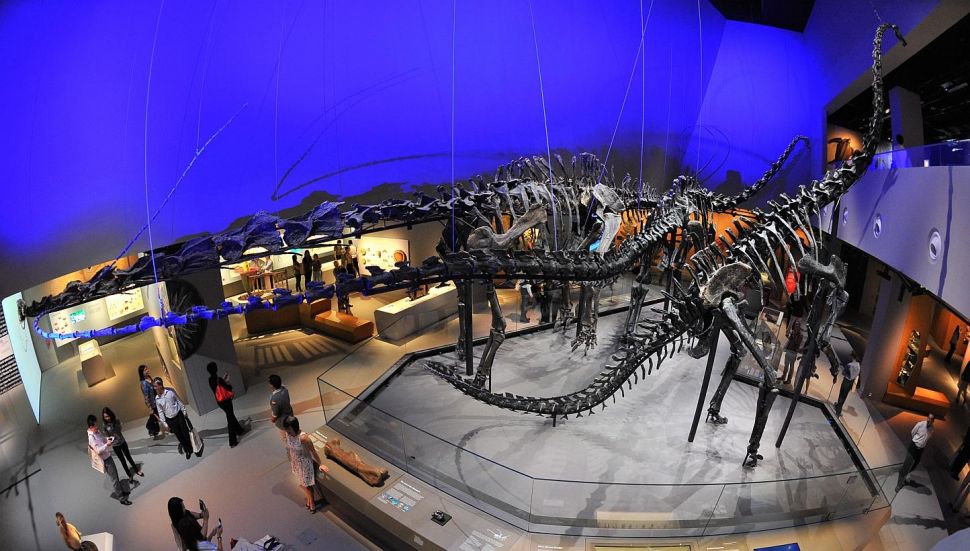 Fosil dinosaurus di Lee Kong Chian Natural History Museum. (Dok. The Straits Times)