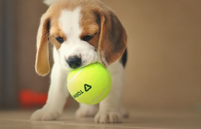 Anak anjing beagle salah satu jenis yang sering dipelihar di rumah. (Pixabay/Gasanov Igor)