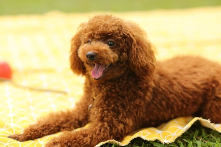 Anak anjing pudel, salah satu jenis yang sering dipelihara di rumah. (Pixabay/ptksgc)
