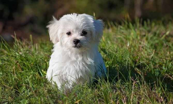 Anak anjing Malteze yang sering dipelihara di rumah. (Pixabay/pezibear)