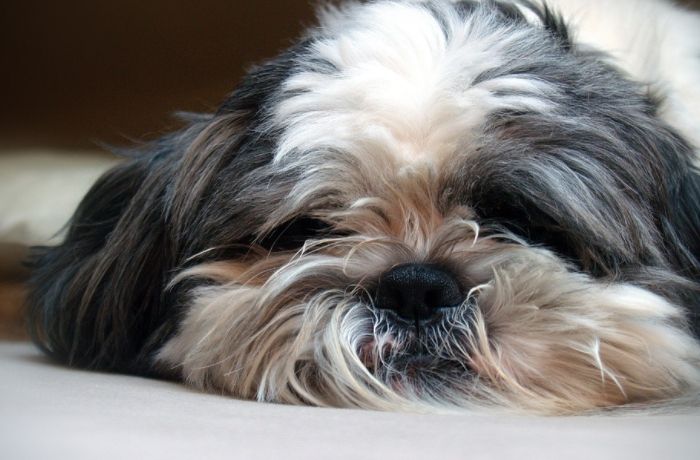 Anak anjing Shi Tzu yang sering dipelihara di rumah. (Pixabay)