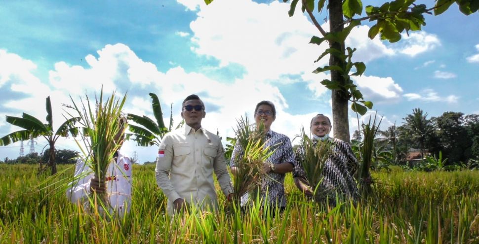 Pimpinan DPRD Kota Bogor melakukan panen raya padi bersama Kelompok Tani Subur Makmur pada Rabu (17/11/2021). (Dok: DPRD Kota Bogor)