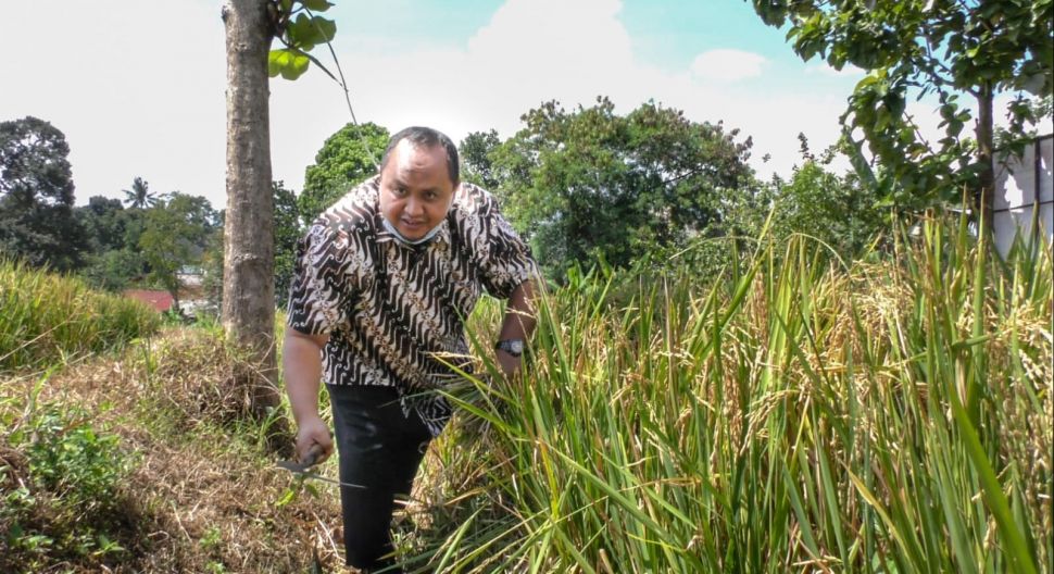 Pimpinan DPRD Kota Bogor melakukan panen raya padi bersama Kelompok Tani Subur Makmur pada Rabu (17/11/2021). (Dok: DPRD Kota Bogor)