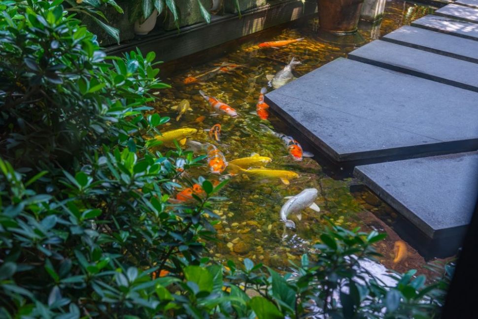 Ilustrasi kolam ikan. (Shutterstock)