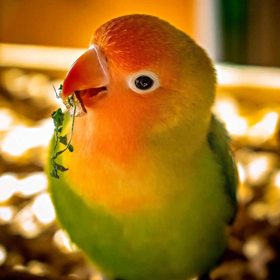 Ilustrasi burung lovebird. (Pixabay/hoppelpoppel82)