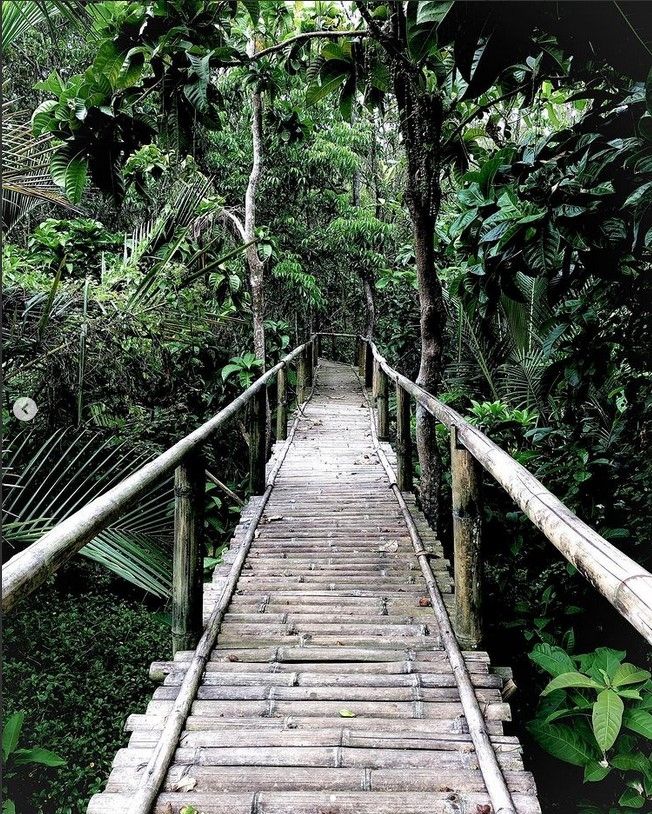 Wisata Mangrove Desa Sarawet (Instagram @farid_bachmid)