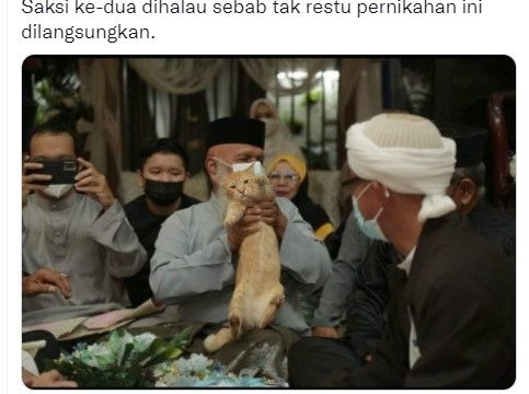 Kucing oren halangi nikah (twitter.com/ulat_bulu_bulu)