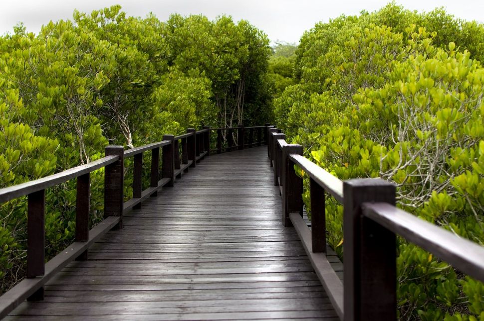 Ilustrasi hutan mangrove. (Pixabay/1CzPhoto)