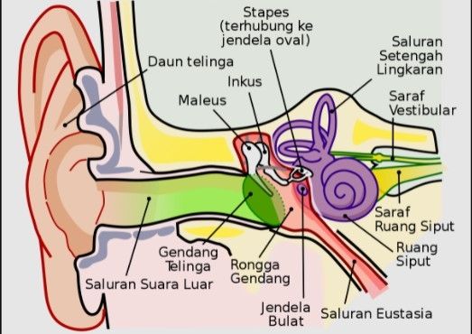 Ilustrasi telinga / fungsi gendang telinga