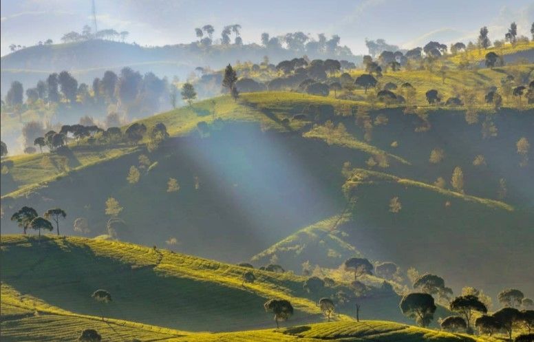 Perkebunan Teh Cukul (Instagram @pesonaid_travel)