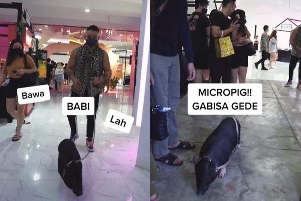 Viral Cowok Ajak Jalan-jalan Babi ke Mal. (TikTok)