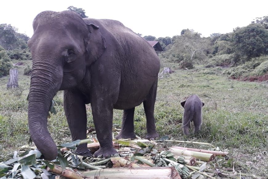 Ria anak gajah Sumatera yang lahir di Taman Nasional Tesso Nilo (foto:ist)