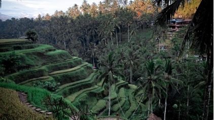 Ilustrasi sawah terasering (pexels/@rennon-kiefer).