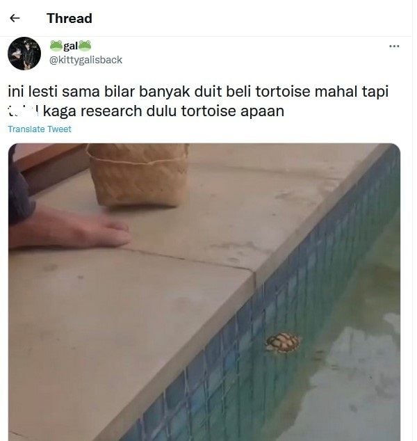 Twit dari @kittygalisback soal Rizky Bilar dan Lesti Kejora yang melepas turtoise di kolam renang. [Instagram]