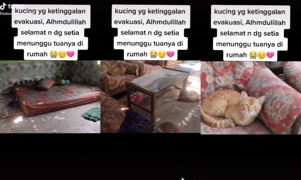 Kucing selamat dari Semeru (tiktok.com/@sabunnuamoorea1)