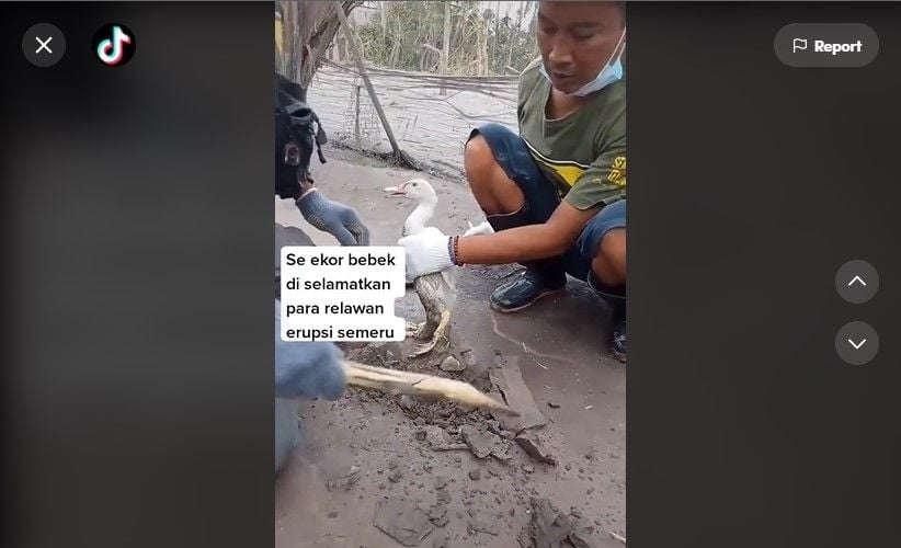 Viral Aksi Relawan Selamatkan Bebek yang Terjebak Abu Vulkanik Semeru. (Dok: TikTok/beatyom)