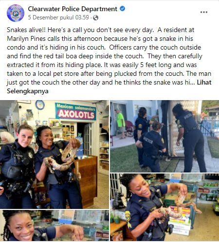 Ular boa di dalam sofa. (Facebook/Clearwater Police)