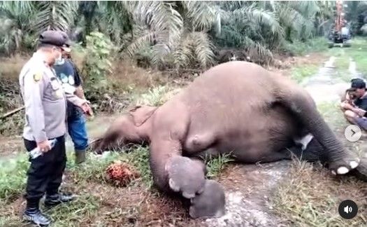 Gajah Sumatera ditemukan mati (instagram.com/bbksda_riau/)
