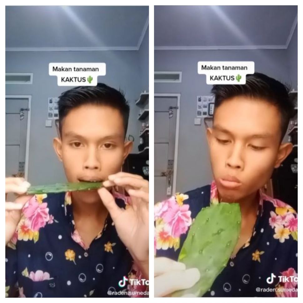 Makan kaktus (TikTok @raden.sumedang)