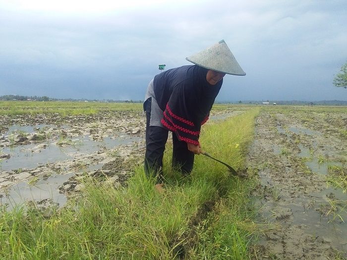 Indarti Winari, Perempuan Pelopor Pertanian Organik dari Banggai. (Dok)