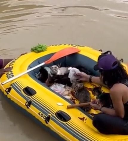 Seorang pria memberikan makanan kepada para kucing yang diselamatkan dari banjir. (Twitter/@twitkocheng)