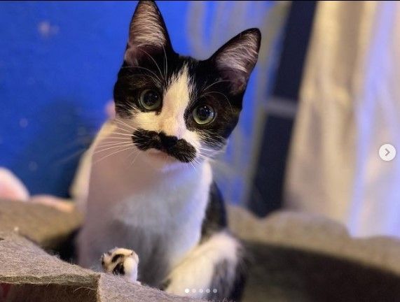 Gemas Banget, Anak Kucing Ini Punya 'Kumis' Tebal Seperti Manusia. (Dok: Instagram/izanami.and.mostaccioli)