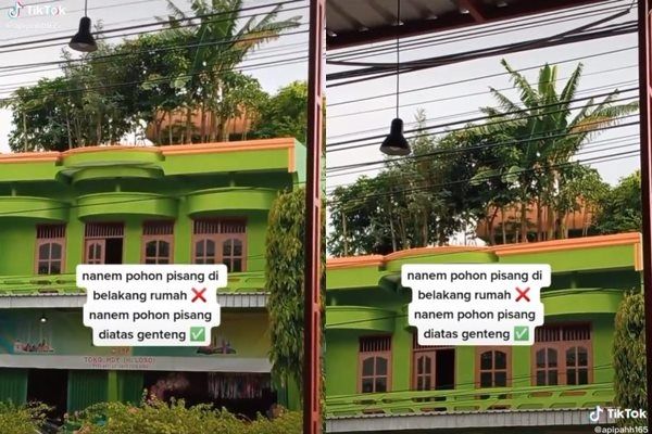 Viral Pohon Pisang Ditanam di Atas Genteng. (TikTok)