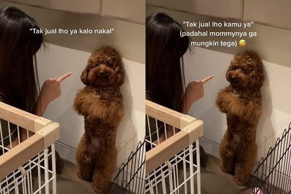 Viral Anjing Disetrap Malam-malam Oleh Owner. (TikTok)