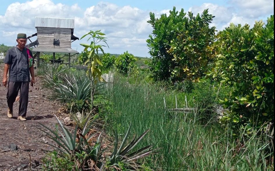 Petani Desa Peringgi Talang Nangka, OKI Sumsel kembangkan nyamplung [Suara.com/Tasmalinda]