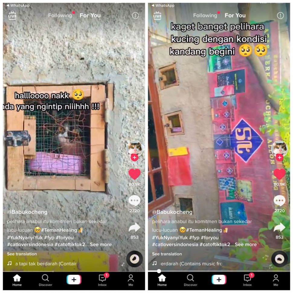 Kondisi kandang kucing yang memprihatinkan (TikTok/egaembul28)