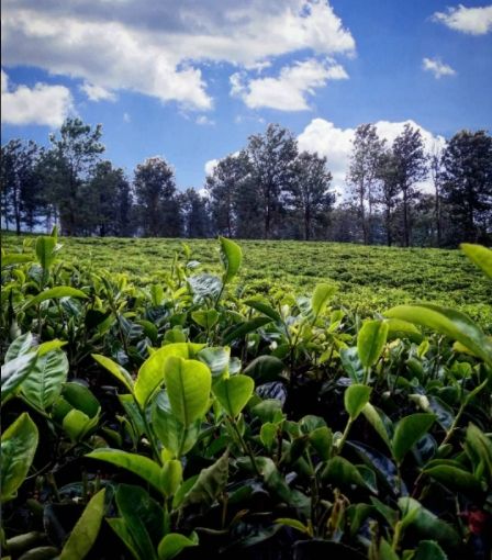 Kebun Teh Lawang. [Instagram/wahyukeii]