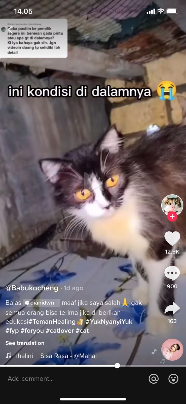 Kondisi kandang kucing yang memprihatinkan (TikTok/egaembul28)