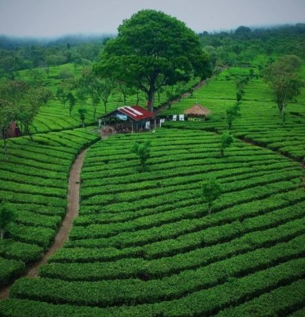 Kebun Teh Lawang. [Instagram/wisataagrowonosari]