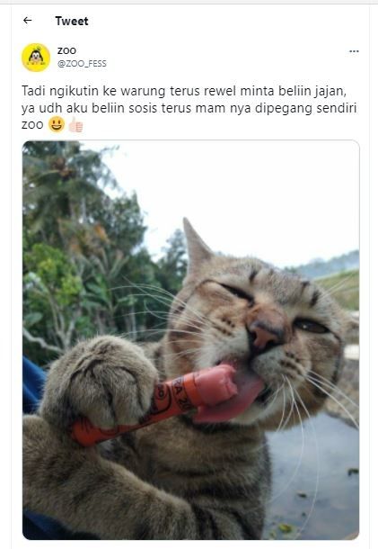 Kucing makan sosis (Twitter @ZOO_FESS)