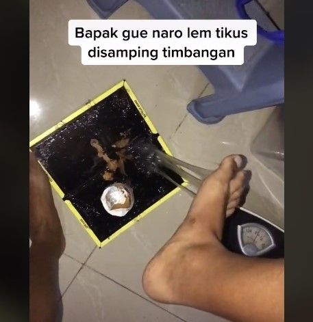 Kejebak lem tikus bapak sendiri (tiktok.com/@thengebulls)