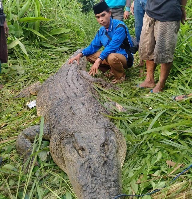 Buaya yang serang warga Cimanggu, Pandeglang ditangkap masyarakat dalam keadaan tidak bernyawa, Selasa (4/1/2022). [IST]