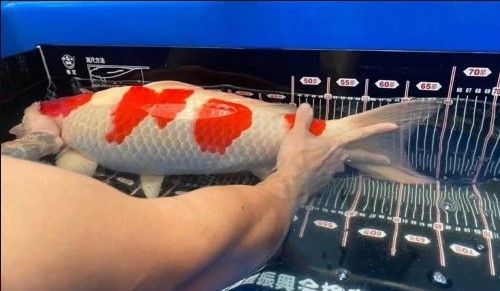 Viral! Lelaki Ini Rela Jual Tanah Demi Beli Ikan Koi. (Dok: World of Buzz)