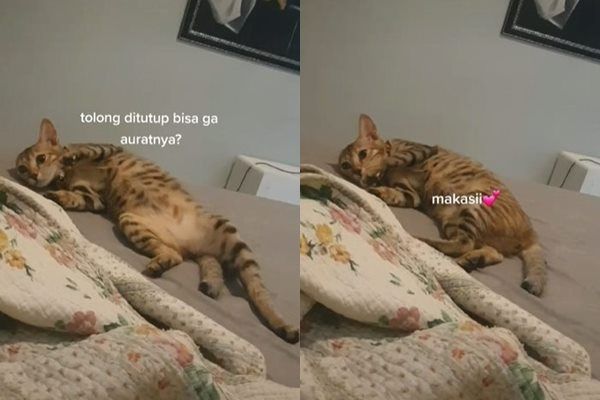 Viral Reaksi Kucing Saat Diminta Tutup Aurat Gegara Posisi Rebahan. (TikTok)