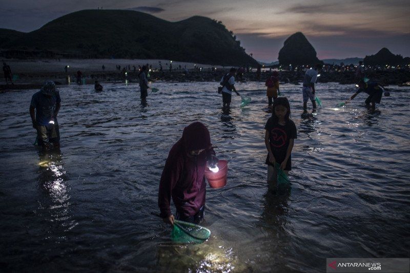 Perayaan Bau Nyale, tradisi menangkap cacing laut atau nyale, di Pulau Lombok, Nusa Tenggara Barat. (Dok. ANTARA)