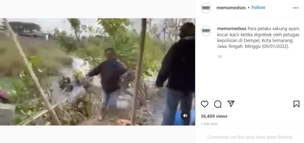 Viral Polisi Gerebek Arena Sabung Ayam, Pelaku Kocar-kacir Ceburkan Diri ke Empang (Instagram/@memomedsos)