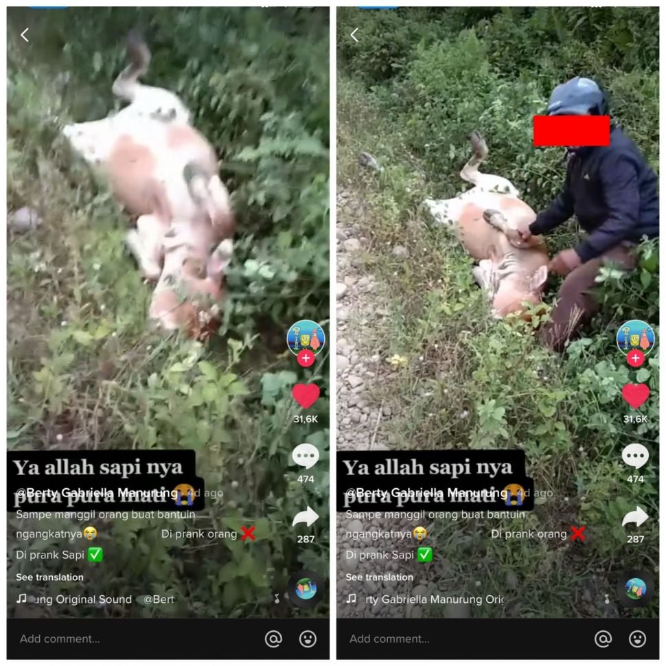 Sapi tergeletak di selokan pinggir jalan, dikira mati, endingnya malah plot twist