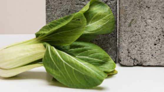 Ilustrasi sayur sawi.[Pexels.com]