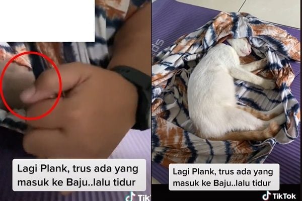 Viral Wanita Lagi Plank, Tiba-tiba Kemasukan Hewan Tak Terduga Tidur Nyaman di Dalam Daster (TikTok)