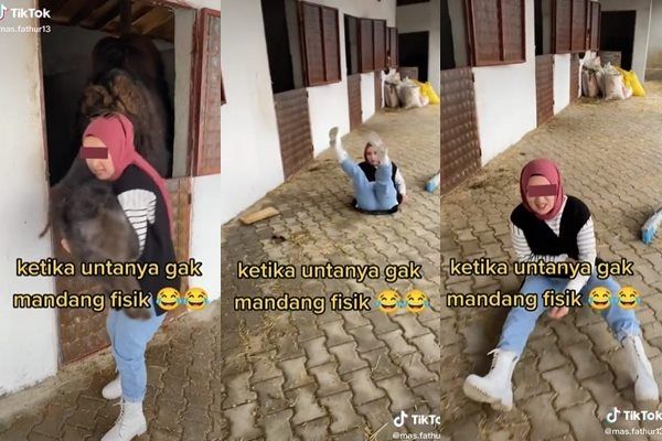 Viral Aksi Unta 'Tak Pandang Fisik' Pas Dipeluk Cewek. (TikTok)