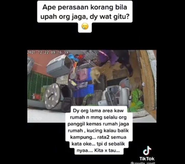 Perempuan melempar kucing (twitter.com/kochengfess)