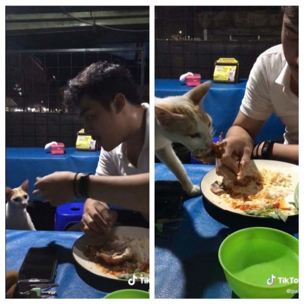 Beri makan kucing jalanan (TikTok @palitt)