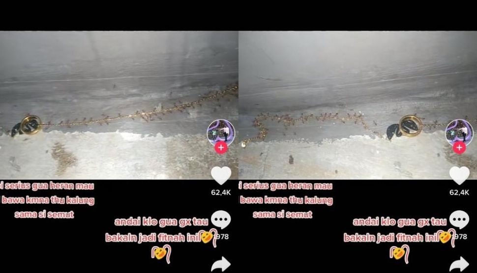 Video Kawanan Semut Susah Payah Gotong Perhiasan Emas Viral, Warganet Duga Pesugihan Metode Terbaru (TikTok)