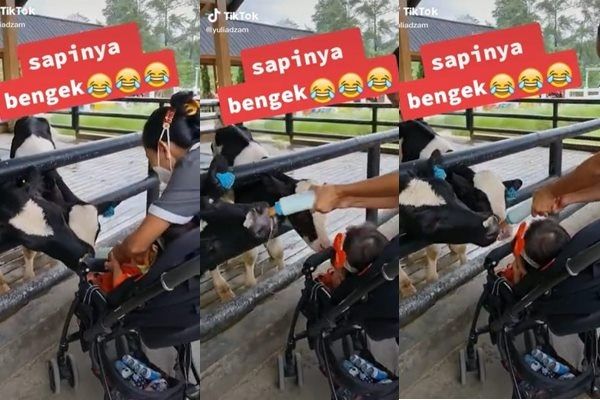 Viral Baby Sitter dan Sapi Rebutan Dot Susu. (TikTok)