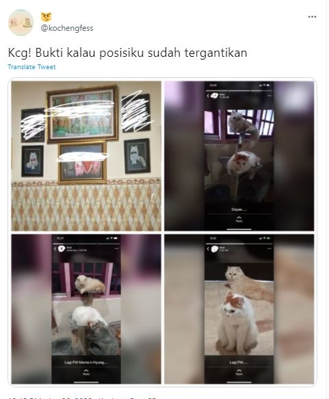 Cuitan seorang anak curhat posisinya sebagai anak di keluarga sepertinya tergantikan oleh si kucing. (Twitter/kochengfess)